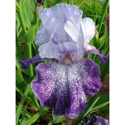 Splashacata IMG_5422